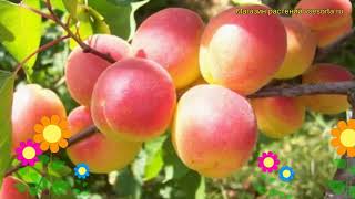 Абрикос обыкновенный Краснощекий. Краткий обзор, описание prunus armeniaca Krasnoshchekii