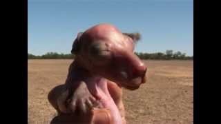 Baby Kangaroo Rescue