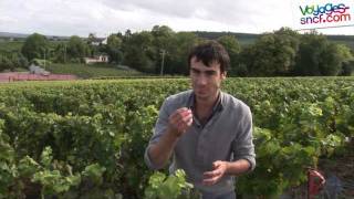 Vidéo la route du Champagne, tourisme autour de Reims.