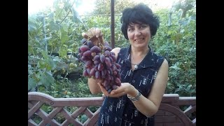 ПРОДАЖА  САЖЕНЦЕВ И ЧЕРЕНКОВ ВИНОГРАДА.Тел-0677605952.-0957731202 АНАТОЛИЙ.ГОРОД КРИВОЙ РОГ,УКРАИНА.