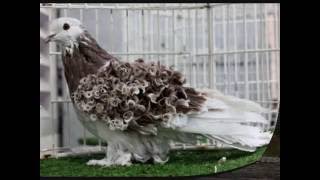 Exotic Colorfull Frillback Show Pigeons  WWW.DonsPigeons.Com