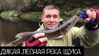 Рыбалка на Дикой реке. Псковская область.