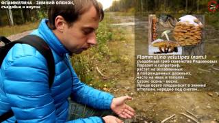 Осенние съедобные необычные грибы, www.grib.tv