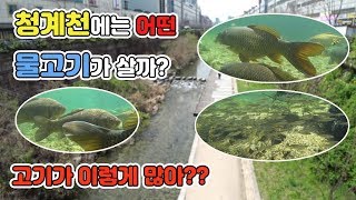 [TV생물도감] 서울 한복판 청계천에 물고기 풍년! 어떤 고기들이 살고 있을까...