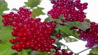 Вино из калины. Рецепт вина из калины