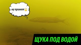 Подводная съемка. 2 щуки под водой за 8 минут!