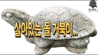 살아있는 돌 거북이가 있다??  멸종위기 동물!! [파충류샵 발토앤제이TV]