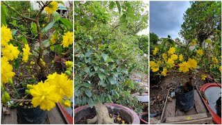 BÁO GIÁ MAI ĐẠI LỘC THÀNH PHẨM CHƠI TET 2020 ngày 24/10?0919 990 408 A THANH? bonsai can tho