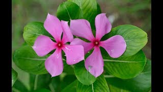 এর 1 টি পাতা আপনার রুক্ষ পাকা চুল গোড়া থেকে কালো করে দিবে,সেই সাথে Diabetes ও বয়সের ছাপ পড়তে দিবে না