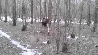 Как я настоящего живого лося встретил.