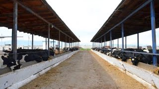 Разведение и содержание КРС черно-пестрой породы таджикского типа. Кооператив Латиф Муродов