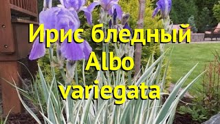 Ирис бледный Альбо варигата. Краткий обзор, описание характеристик iris pallida Albo variegata