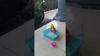Burung Cerdas dan Pintar Latih Lovebird Skill FreeFly and FlyToMe.