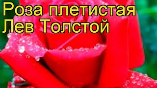Роза плетистая Лев Толстой. Краткий обзор, описание характеристик, где купить саженцы Lev Tolstoi