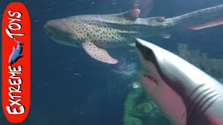 Hungry Great White Shark Toy tries to eat all of the Sea Creatures at the Aquarium.