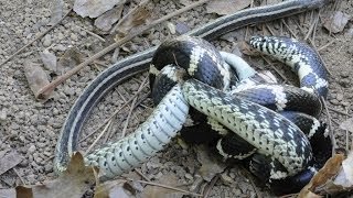 King Snake Vs Viper