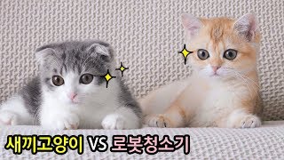 새끼고양이가 로봇청소기를 처음보면 이렇게 귀여움 (cat vlog)