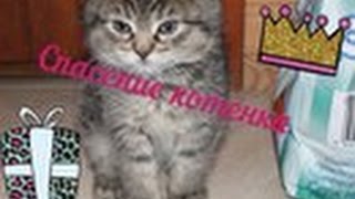 Спасение котенка??