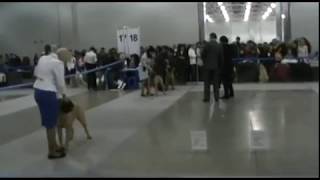 Евразия 2012 1й день. Бульмастифы. Eurasia 2012. Bullmastiffs. 1st day.