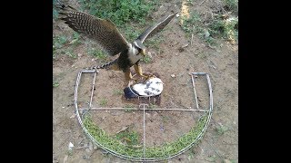 Mẹt bẫy chim săn khủng của Việt Nam thế hệ 3_dùng mồi bồ câu đánh chim lớn .