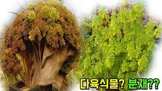 이것은 다육식물인가? 분재인가? 분재보다 더욱 분재같은 다육식물들