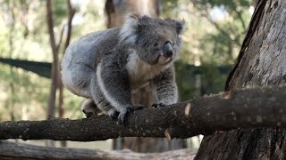 Коалы вернулись домой после лесных пожаров в Австралии
