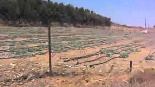 Καλλιέργεια βοτάνων Τσούτσουρος (17)