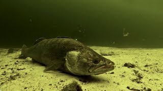 Реакция рыбы на Подводника без Гарпуна. Подводная Видео Охота 2018