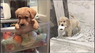Cute baby animals Videos Compilation cute moment of the animals - Cutest Animals #2