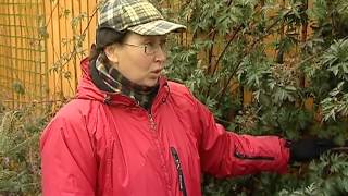 Ландшафтные истории. Выпуск 30
