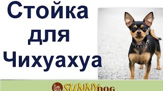 стойка чихуахуа  Ручная стойка декоративной собаки чиха
