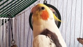 Говорящий попугай корелла говорит - Кеша хочет пиво