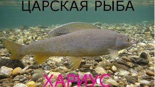 ХАРИУС НА УРАЛЕ / НАХЛЫСТ , СПИННИНГ ,УДОЧКА /