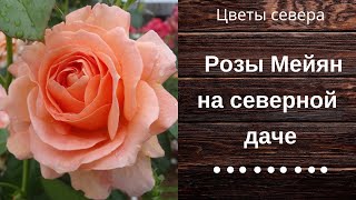 Розы Мейян на северной даче