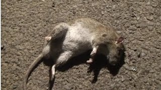 Air Rifle Ratting - One Tough Rat