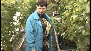 Полив винограда
