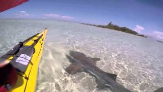 Shark at South Beach, Nassau-Bahamas