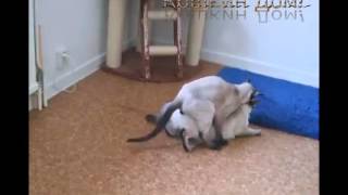 Коты делают трах под музыку! Прикольно!