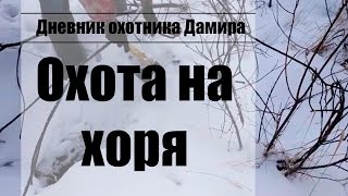 Охота на хоря (хорька) с капканом