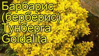 Барбарис тунберга Голдалита. Краткий обзор, описание характеристик, где купить саженцы