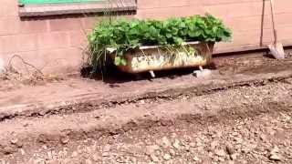 Building a lean-to greenhouse! Part 1