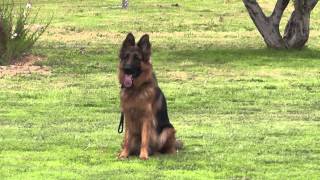 German Shepherd dog in Israel