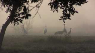 Whooping Cranes Call in Morning Fog at Texas Gulf Coast Feb 2015
