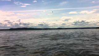 Bélugas à Kamouraska