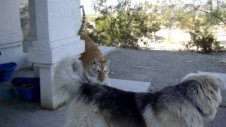 Tiger: Beware of Dog?