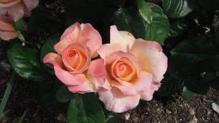 Antique Abundance - floribunda rose in HD