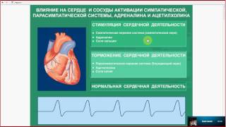 ЕГЭ .Биология.Разбор задания 13. Анатомия.Эндокринная система.