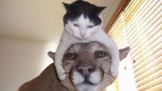 Видео про кошек. Кошки приколы. Забавные кошки.