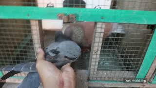 Cara Menjodohkan Burung Merpati/Burung Dara dengan Cepat
