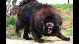 ТИБЕТСКИЙ МАСТИФ Китайские крови из Санкт-Петербурга http://www.dogs4you-lux.com